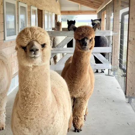 Alpakarium, Hodowla Alpak & *