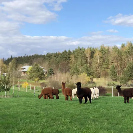 Alpakarium, Hodowla Alpak & *