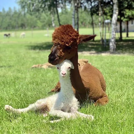 Alojamento de Turismo Rural Alpakarium, Hodowla Alpak & *