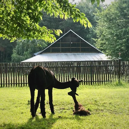 Alojamento de Turismo Rural Alpakarium, Hodowla Alpak & Stara Kornica