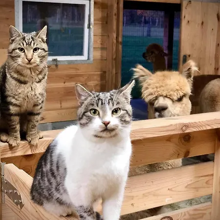 Alpakarium, Hodowla Alpak & Stara Kornica