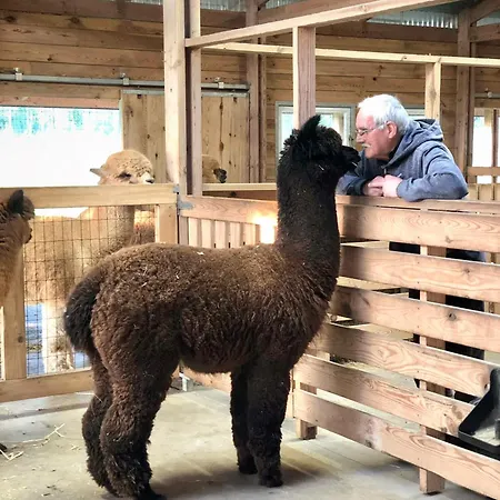 Alpakarium, Hodowla Alpak & * Stara Kornica