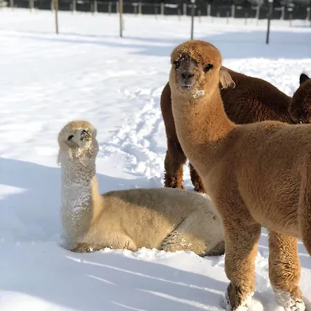 Alojamento de Turismo Rural Alpakarium, Hodowla Alpak &