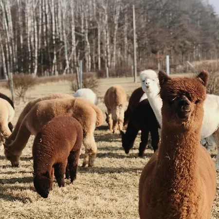 Alpakarium, Hodowla Alpak & Stara Kornica