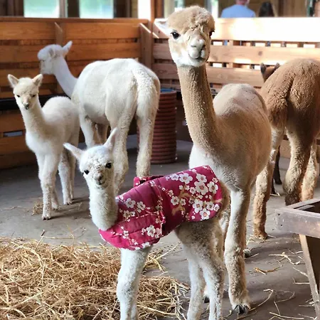Alpakarium, Hodowla Alpak &