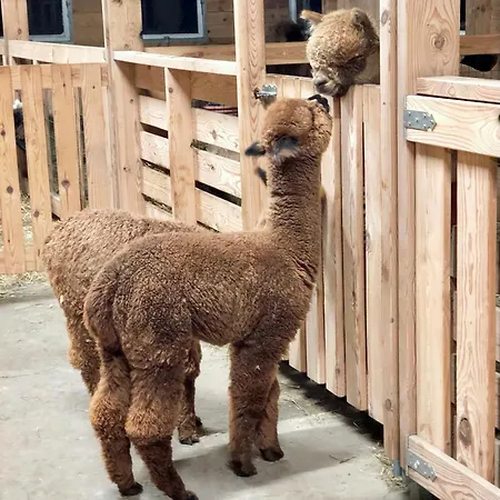 Alpakarium, Hodowla Alpak & *