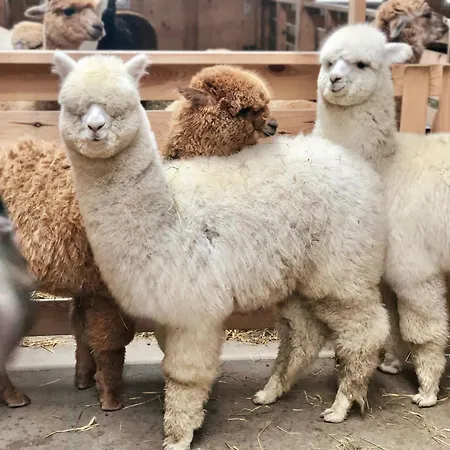 Alojamento de Turismo Rural Alpakarium, Hodowla Alpak & *