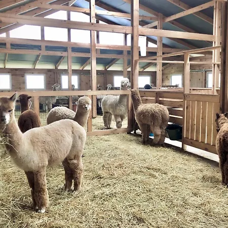 Alpakarium, Hodowla Alpak & Stara Kornica