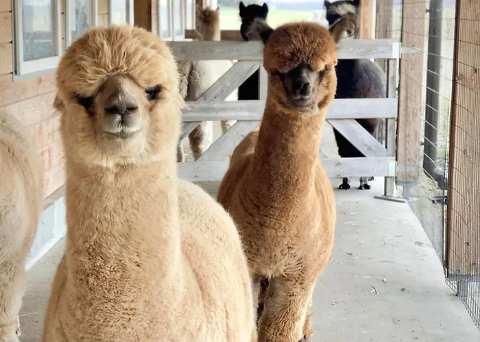 Alpakarium, Hodowla Alpak & *