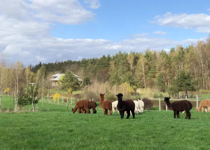 Alpakarium, Hodowla Alpak & *