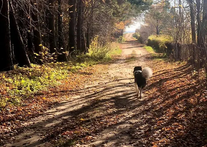 Alpakarium, Hodowla Alpak & Stara Kornica