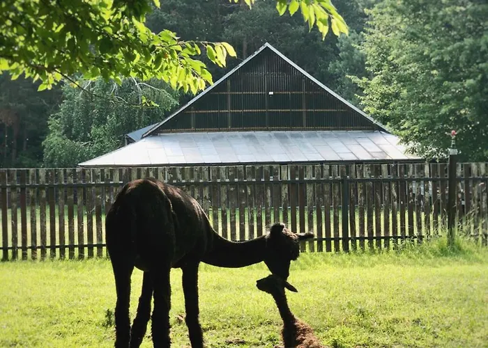 Séjour à la ferme Alpakarium, Hodowla Alpak & Stara Kornica