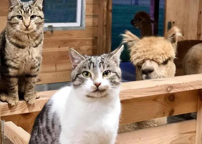 Alpakarium, Hodowla Alpak & Stara Kornica