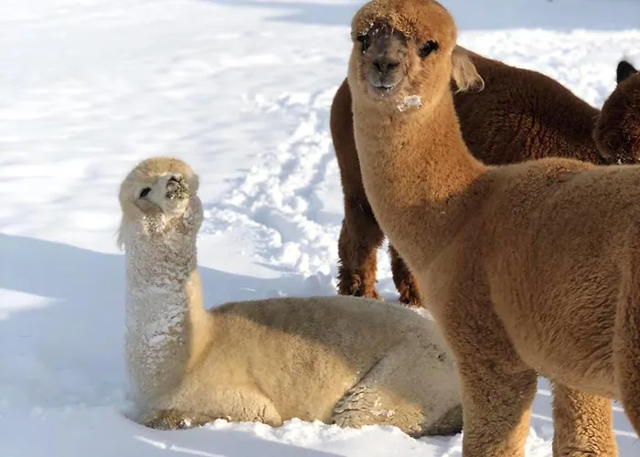 Séjour à la ferme Alpakarium, Hodowla Alpak &