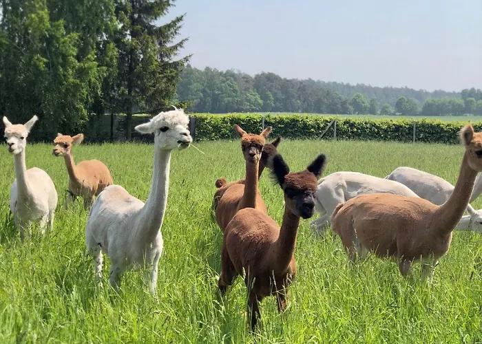 Alpakarium, Hodowla Alpak & Séjour à la ferme *