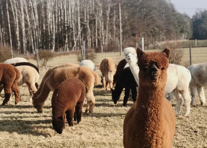 Alpakarium, Hodowla Alpak & Stara Kornica