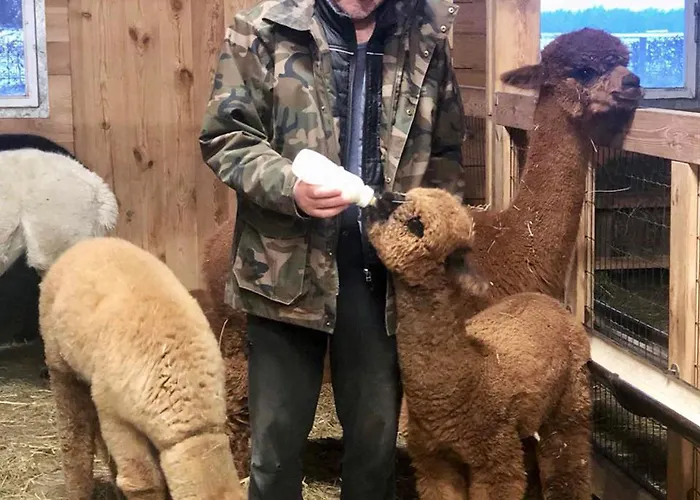 Alpakarium, Hodowla Alpak & Séjour à la ferme Stara Kornica