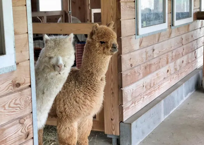 Séjour à la ferme Alpakarium, Hodowla Alpak & *