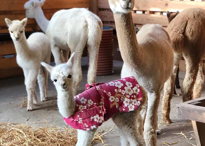 Alpakarium, Hodowla Alpak &