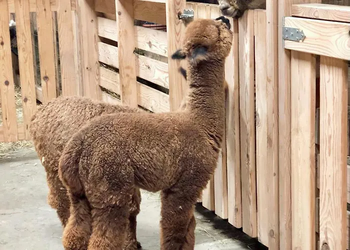 Alpakarium, Hodowla Alpak & *