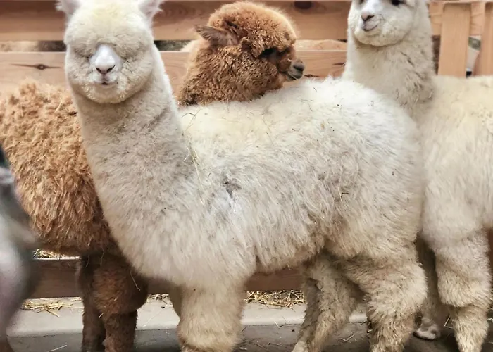 Séjour à la ferme Alpakarium, Hodowla Alpak & *