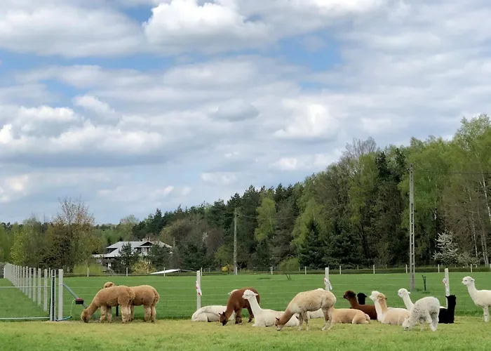 Séjour à la ferme Alpakarium, Hodowla Alpak &