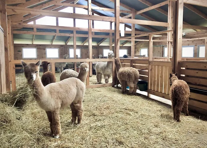Alpakarium, Hodowla Alpak & Stara Kornica