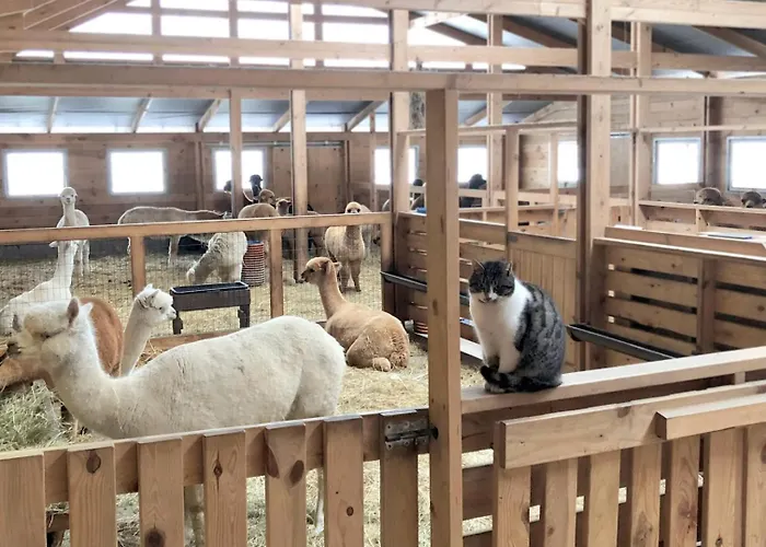 Séjour à la ferme Alpakarium, Hodowla Alpak &